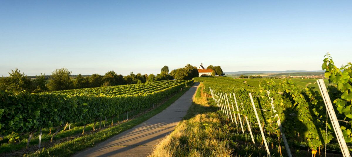 View of an old building through the vineyards in beautiful summer weather in Mainfranken