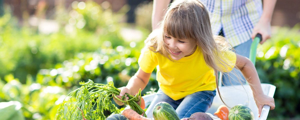 Child sitting laughing in wheelbarrow with harvested vegetables in Schweinfurt area